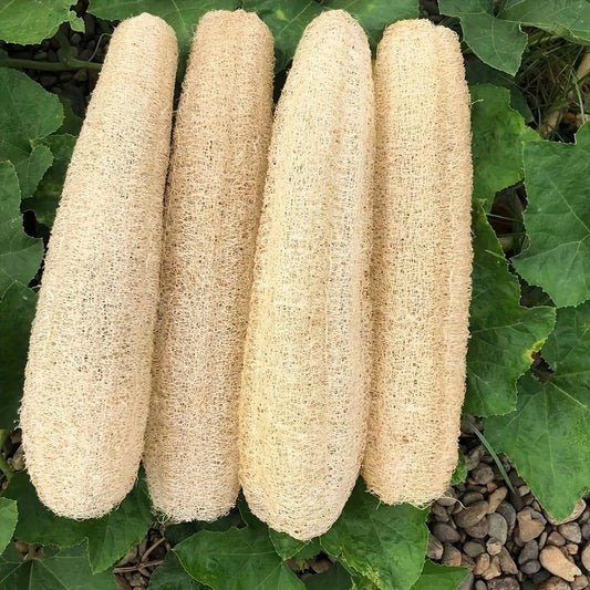 The Organic Loofah Sponge – Natural Luffa Exfoliating Body Scrubber