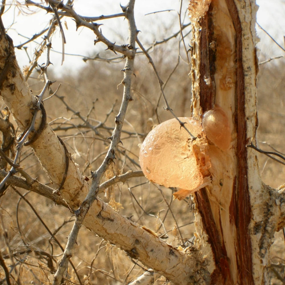 High Purity 99% Arabic GumThickener Emulsifier Adhesive Gum  Multipurpose
