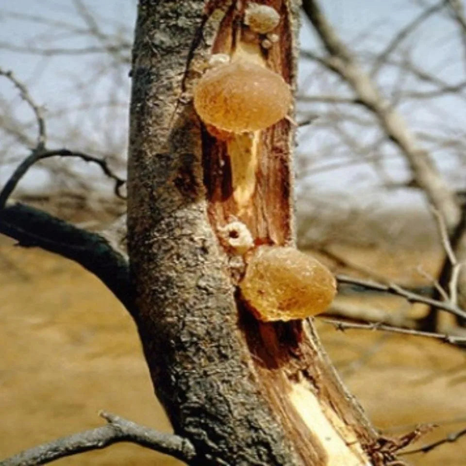 Top Natural Arabic Gum Resin Organic Acacia Senegal  For Emulsifiers Thickeners Adhesives Stabilizers Natural Acacia Seyal