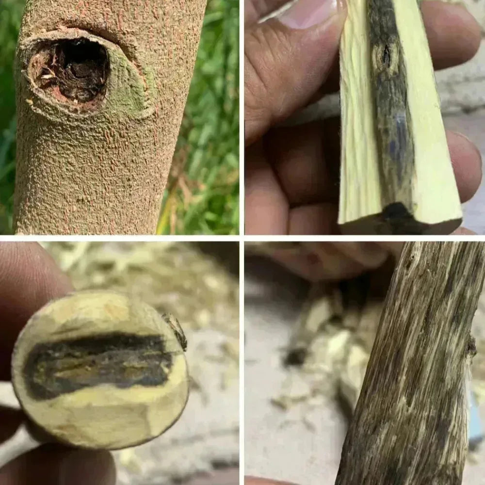 Majlis Oud – 10g Premium Cultivated Agarwood for Gatherings & Prayer